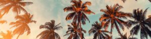 palmtrees : CALA MEN'S SHOW